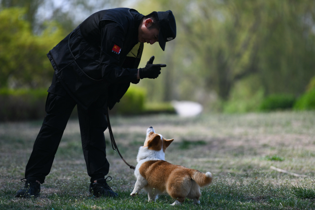 China’s first corgi police dog steals show with daily exercises