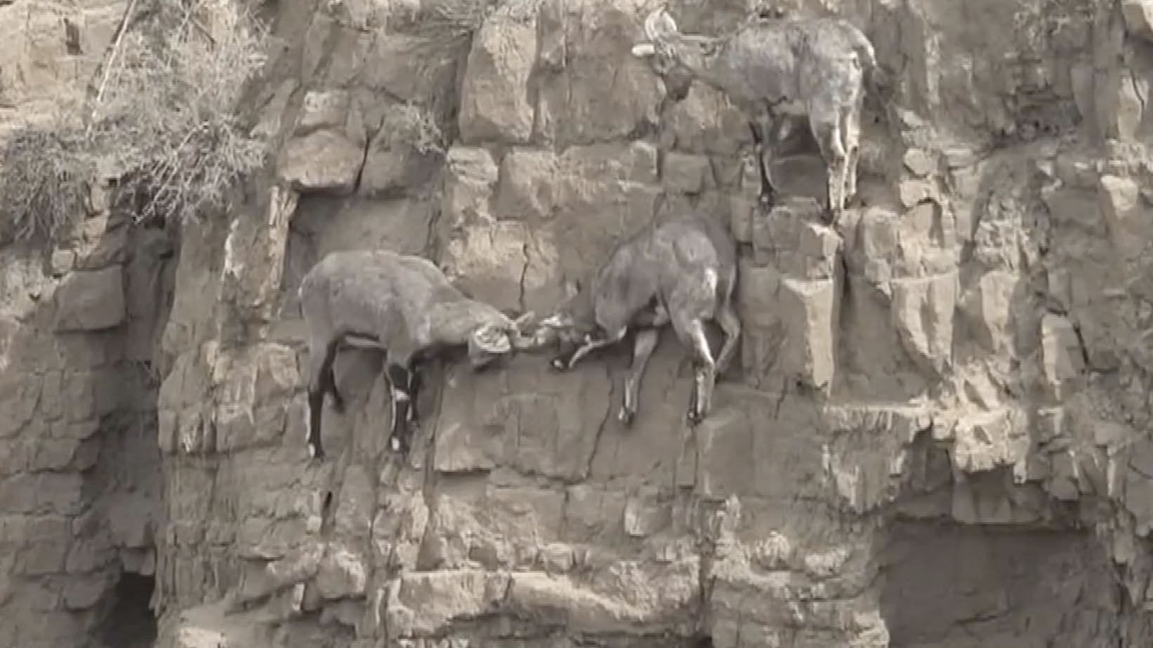 Blue sheep fight on cliff in Inner Mongolia